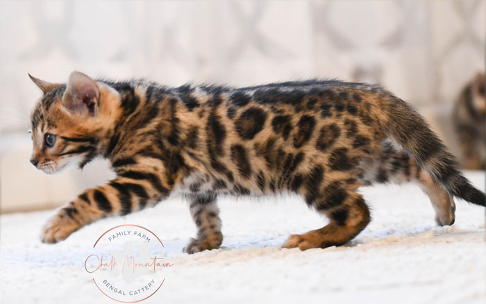 Bengal kitten for sale